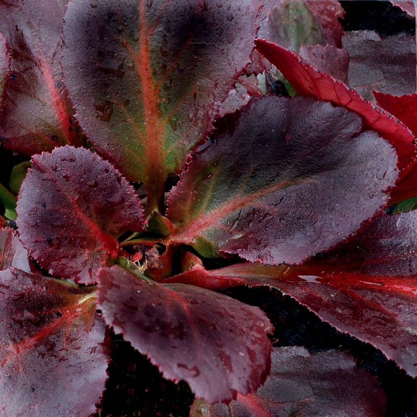 Bergenia cordifolia Dragonfly Sakura - Bergenie (Laub)