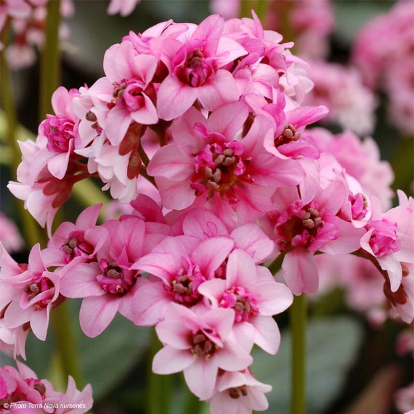 Bergenia cordifolia Dragonfly Sakura - Bergenie (Blüte)