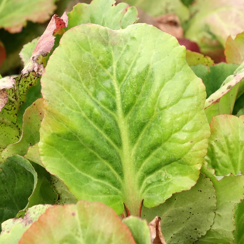 Bergenia Eden's Magic Giant - Bergenie (Laub)