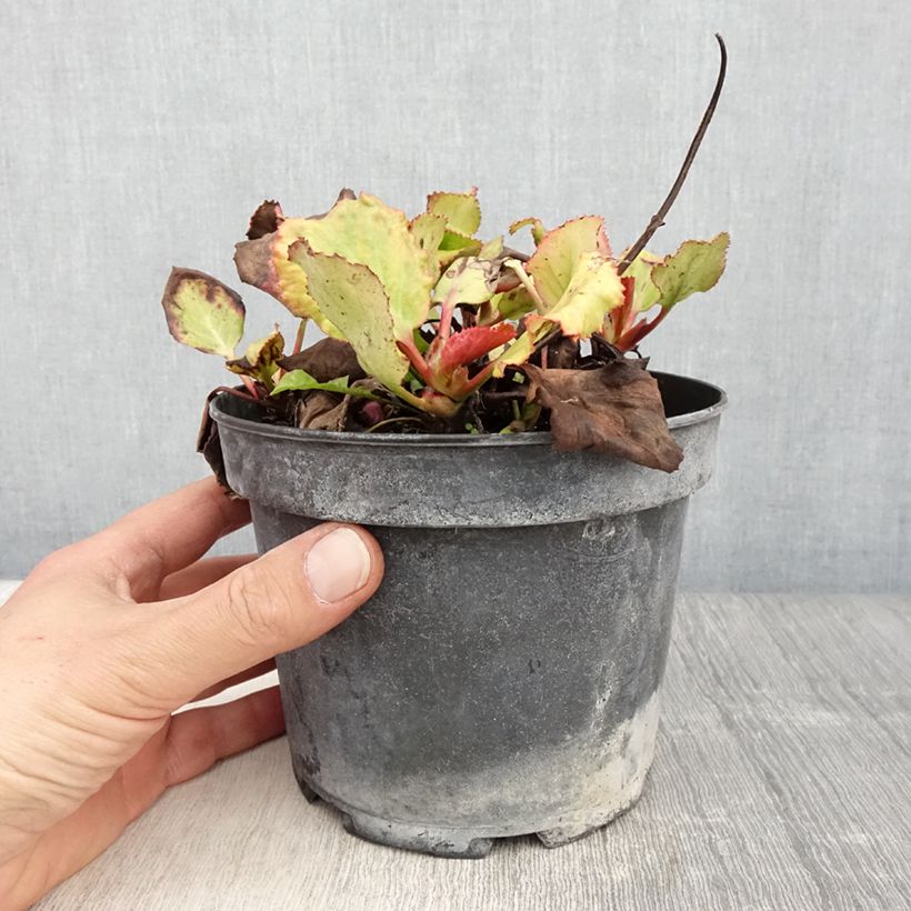 Exemplar von Bergenia cordifolia Morgenrote - Bergenie Topf mit 2L/3L wie im Frühjahr geliefert