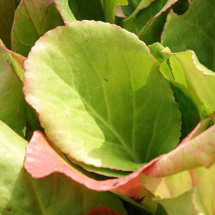 Bergenia purpurascens - Bergenie (Laub)