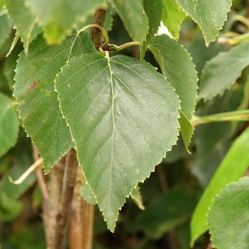 Betula ermanii Holland - Gold-Birke (Laub)