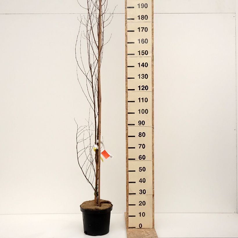 Exemplar von Betula pendula Fastigiata - Hänge-Birke Topf mit 7,5L/10LGelieferte Höhe ca. 180/200cm wie im Winter geliefert