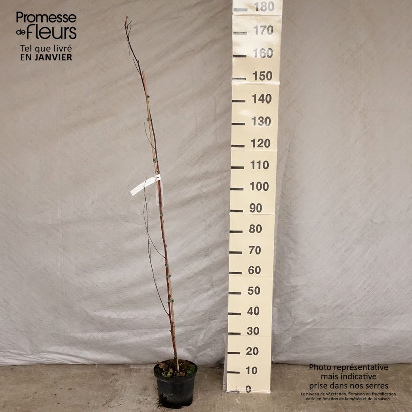 Exemplar von Betula pendula Fastigiata - Bouleau fastigié Pot de 2L/3L wie im Winter geliefert