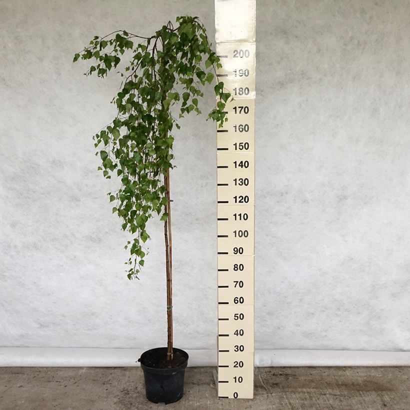 Exemplar von Betula pendula Youngii - Hänge-Birke Topf mit 7,5L/10LGelieferte Höhe ca. 150/200cm wie im Frühjahr geliefert