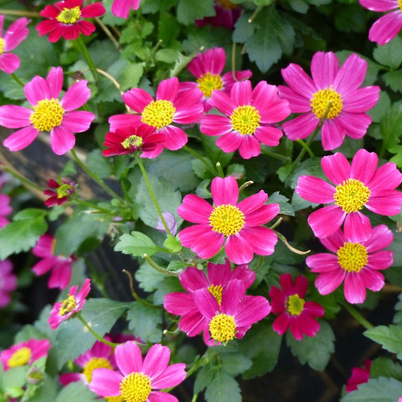 Bidens Stoplight - Zweizahn (Blüte)