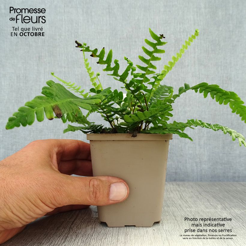 Exemplar von Blechnum spicant -  Fougère pectinée Godet de 9cm wie im Herbst geliefert