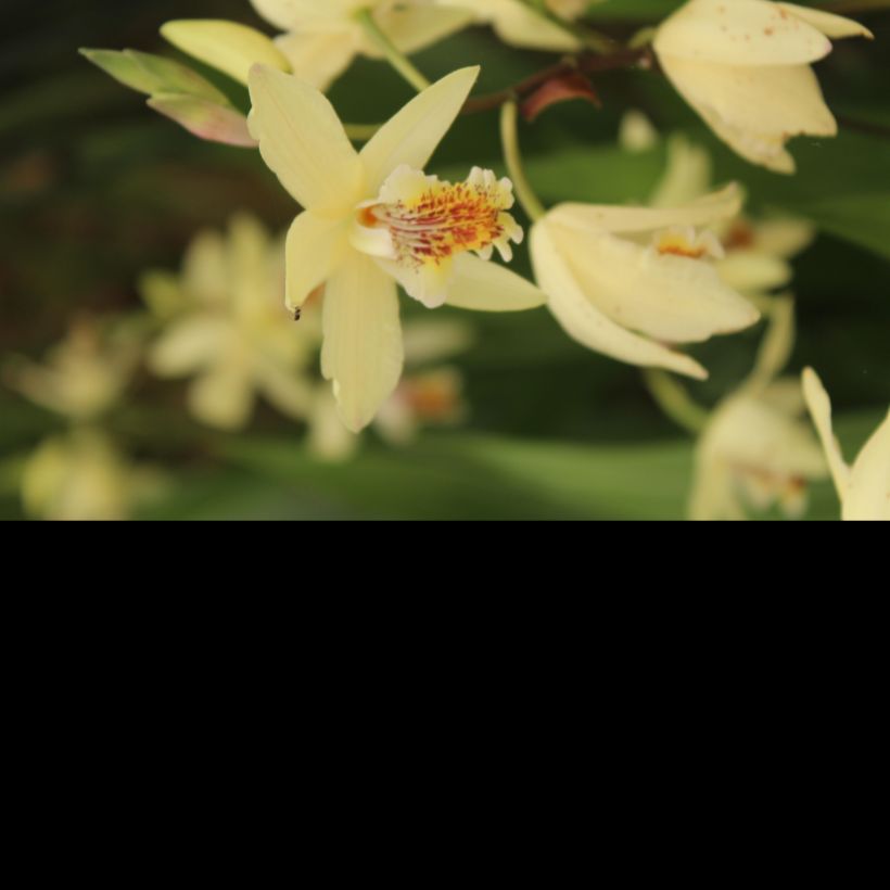 Bletilla ochracea - Gelbe Japanorchidee (Blüte)