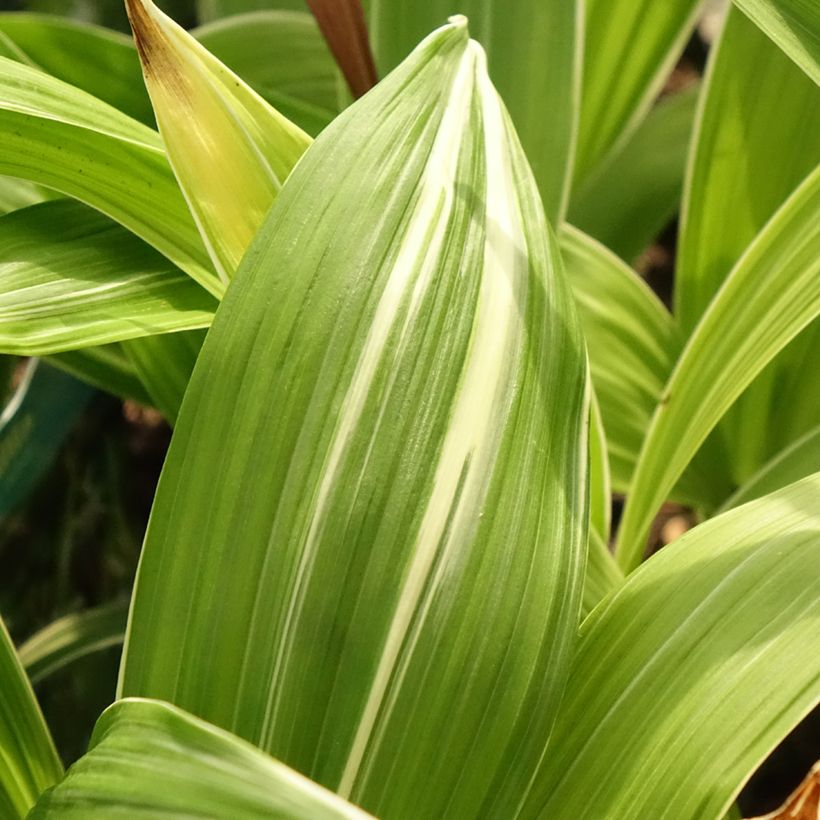 Bletilla striata Alba - Japanorchidee (Laub)