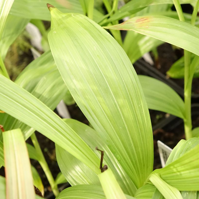 Bletilla striata Alba - Japanorchidee (Laub)