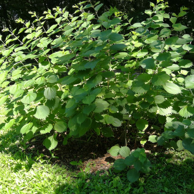 Boehmeria cylindrica - Chinagras (Hafen)