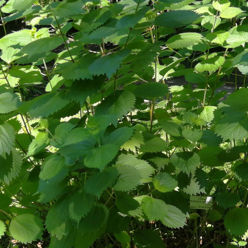 Boehmeria cylindrica - Chinagras (Laub)