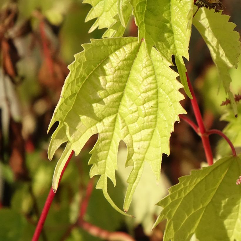 Boehmeria tricuspis - Chinagras (Laub)