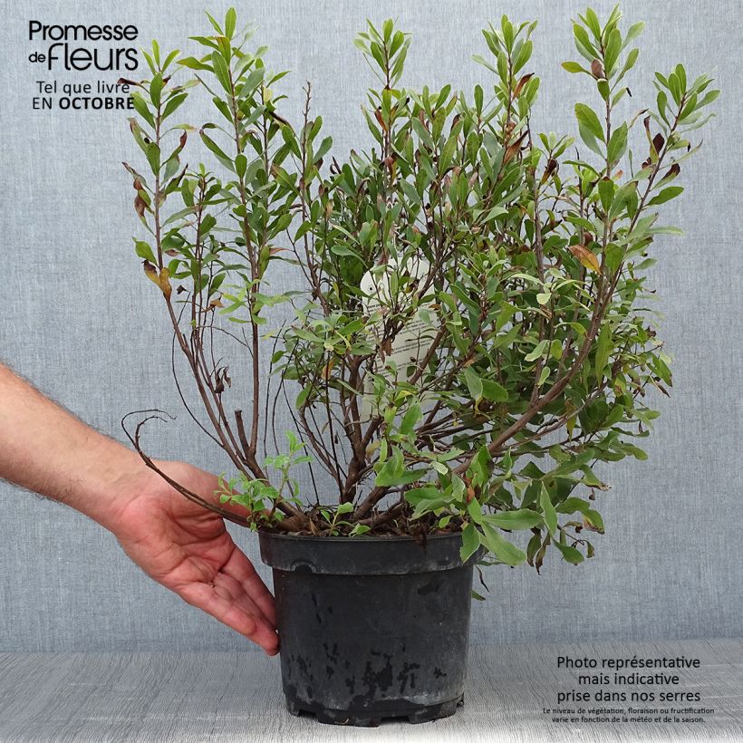 Exemplar von Bois-sent-bon - Myrica gale Pot de 2L/3L wie im Herbst geliefert