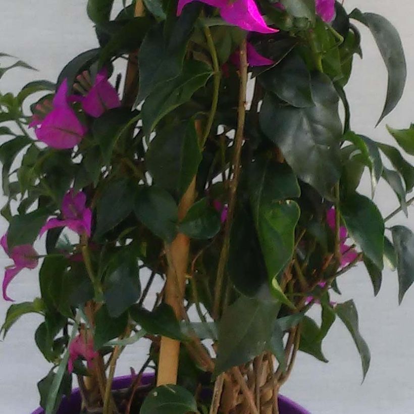 Bougainvillea glabra Sanderiana - Kahle Drillingsblume (Laub)