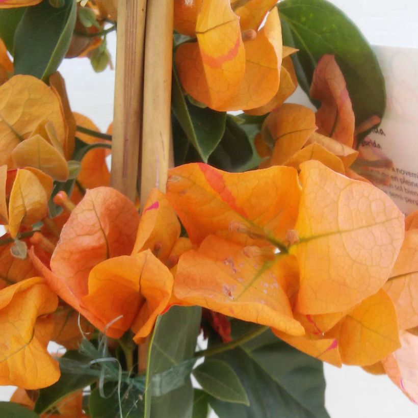 Bougainvillea spectabilis Orange - Drillingsblume (Blüte)