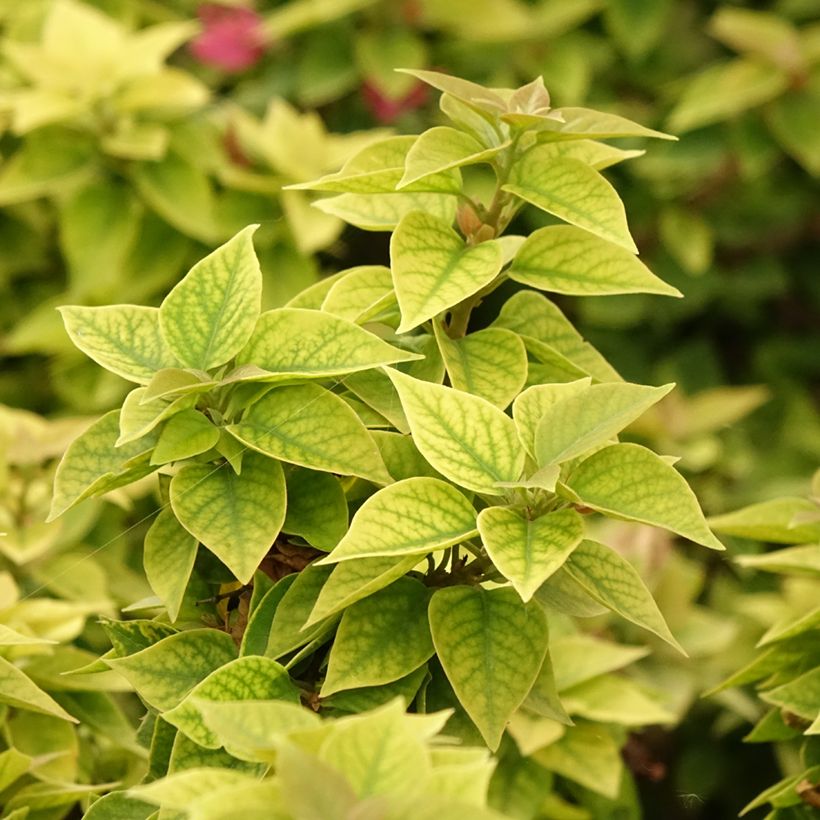 Bougainvillea Mini Thaï - Drillingsblume (Laub)