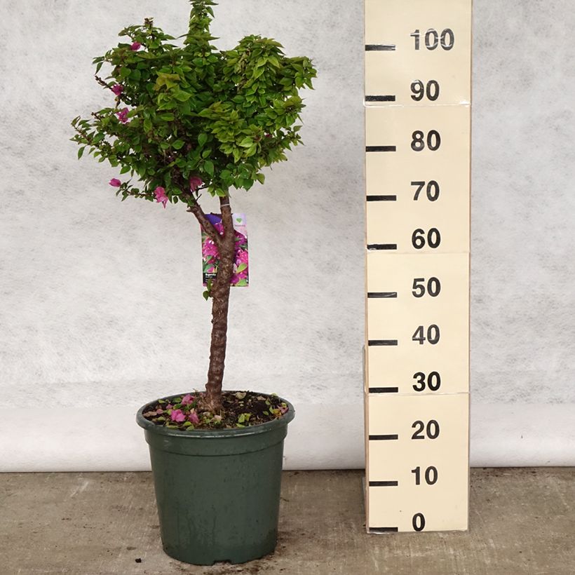 Exemplar von Bougainvillea Mini Thaï - Drillingsblume wie im Frühjahr geliefert