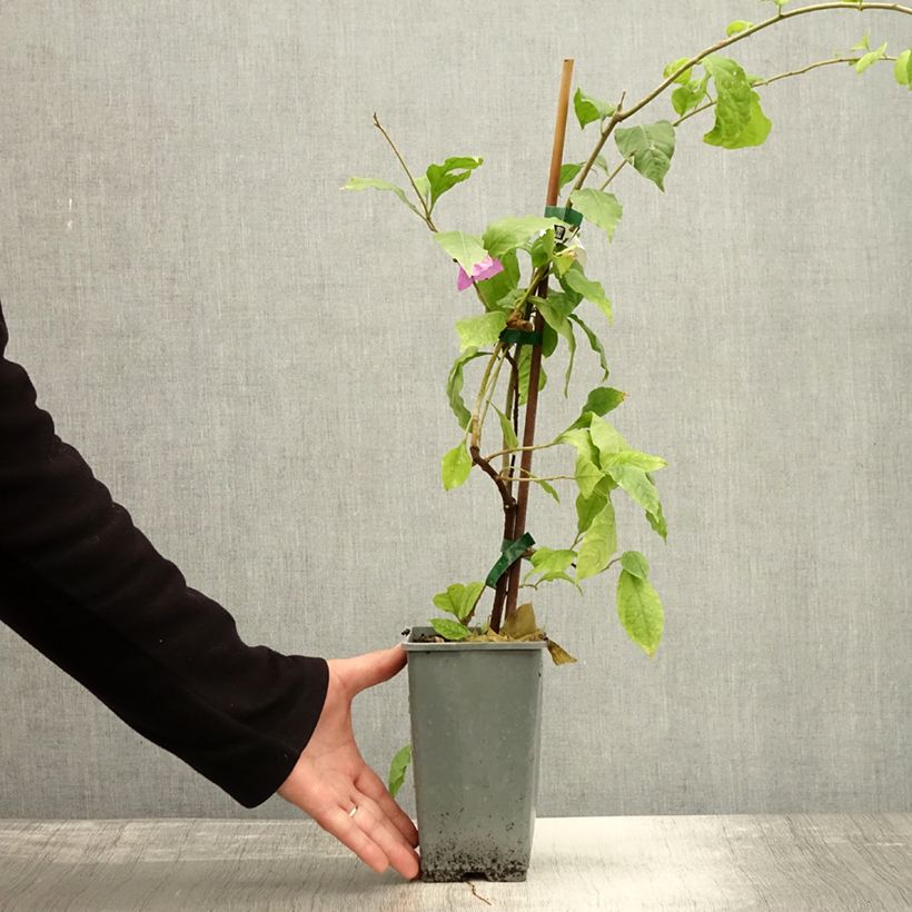 Exemplar von Bougainvillier Violet de Mèze Pot de 1.5L/2L wie im Herbst geliefert