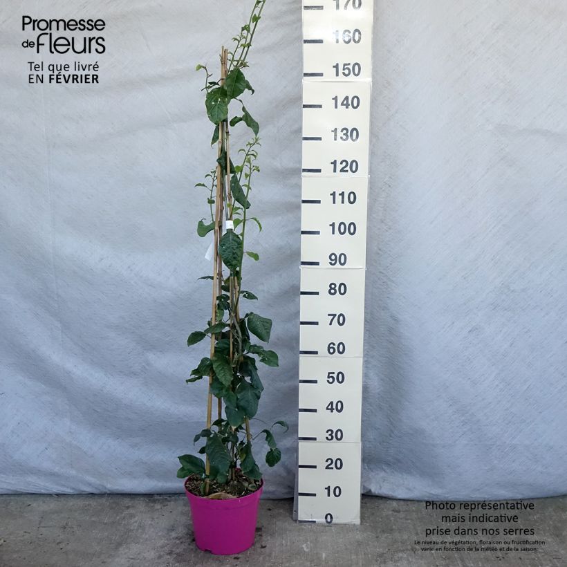 Exemplar von Bougainvillea Violet de mèze - Drillingsblume Topf mit 7,5L/10L wie im Winter geliefert