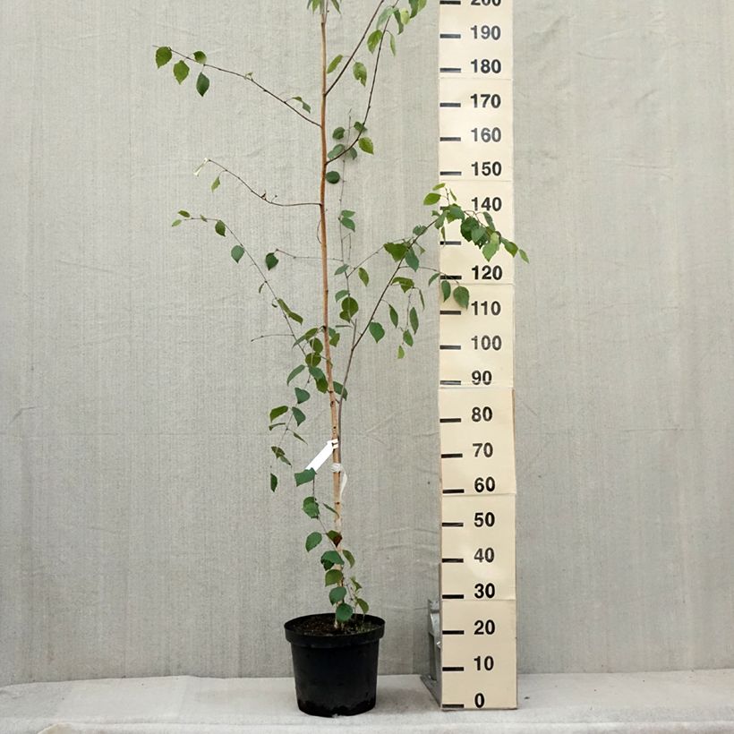 Exemplar von Betula utilis var. jacquemontii - Himalaya-Birke Topf mit 7,5L/10LGelieferte Höhe ca. 150/175cm wie im Sommer geliefert