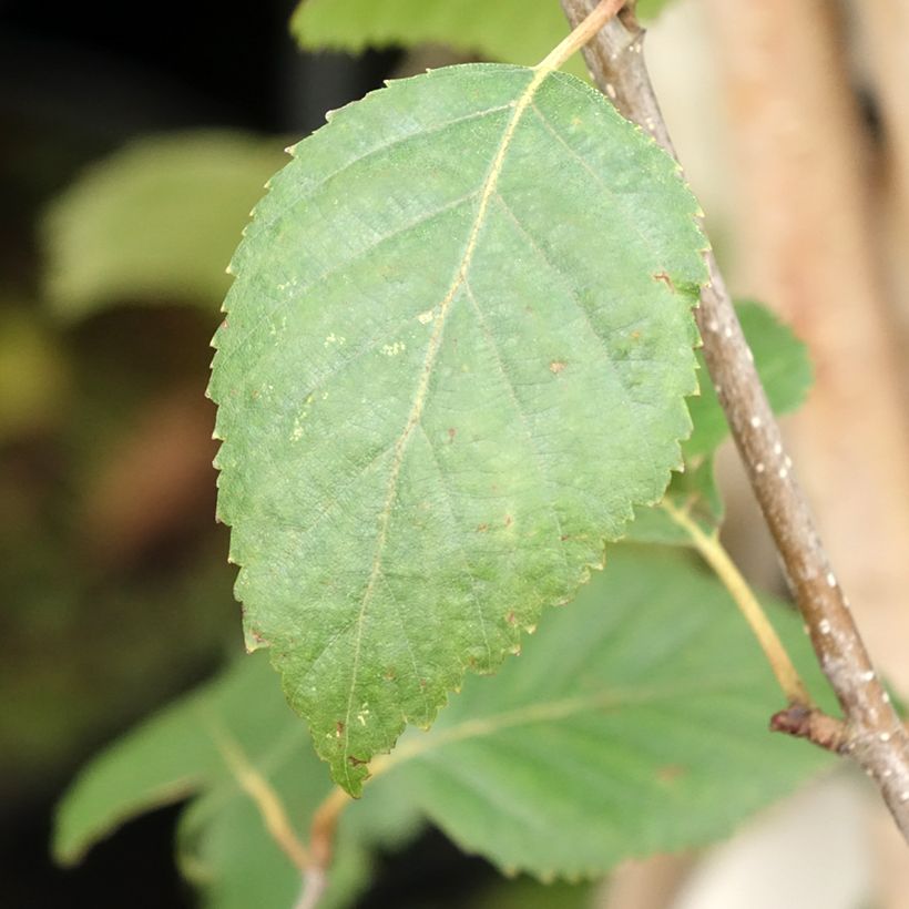 Betula utilis var. jacquemontii - Himalaya-Birke (Laub)