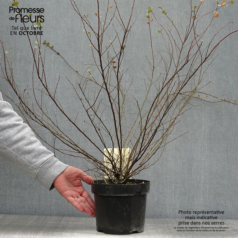 Exemplar von Bouleau nain - Betula nana Pot de 2L/3L wie im Herbst geliefert