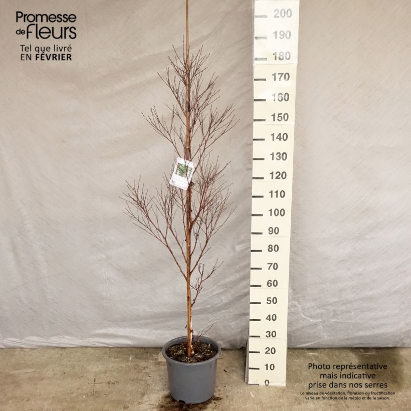 Exemplar von Bouleau noir - Betula nigra Pot de 12L/15L wie im Winter geliefert