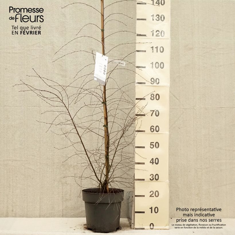 Exemplar von Bouleau pleureur - Betula pendula Karaca - Pot de 7,5L/10L wie im Winter geliefert