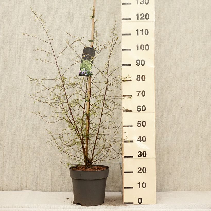 Exemplar von Betula pendula Karaca - Hänge-Birke Topf mit 7,5L/10LGelieferte Höhe ca. 80/100cm wie im Frühjahr geliefert