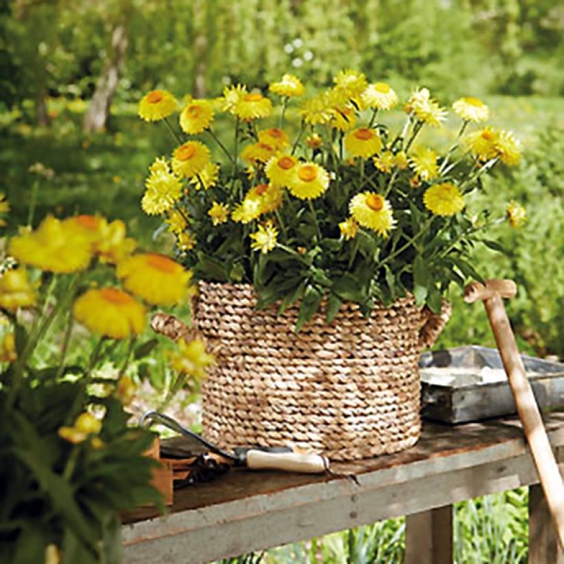 Bracteantha bracteata Granvia Gold - Garten-Strohblume (Hafen)