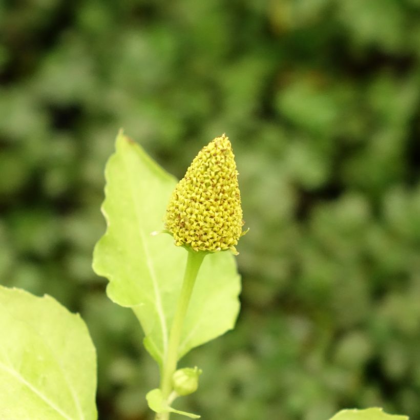 Jambú - Acmella oleracea (Blüte)