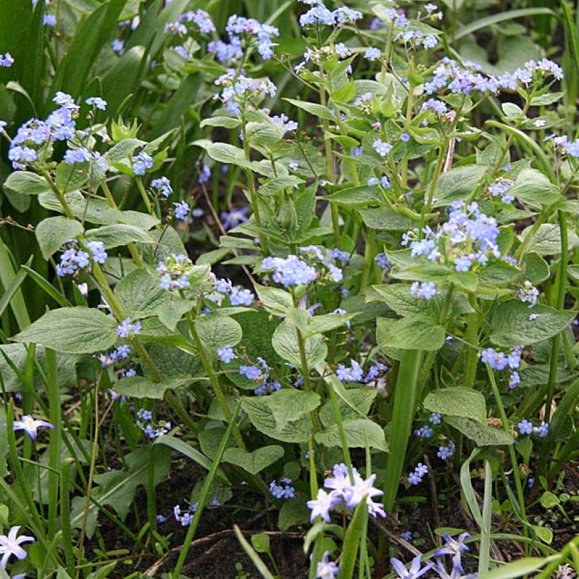 Brunnera macrophylla - Kaukasus-Vergißmeinnicht (Hafen)