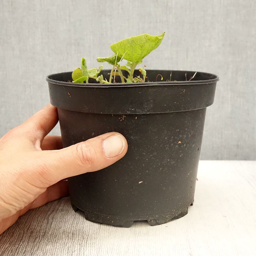 Exemplar von Brunnera macrophylla Betty Bowring - Kaukasus-Vergißmeinnicht Topf mit 2L/3L wie im Frühjahr geliefert