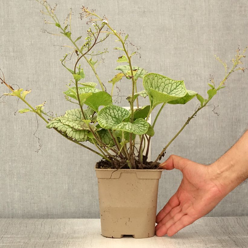 Exemplar von Brunnera macrophylla Jack Frost - Kaukasus-Vergißmeinnicht Topf mit 2L/3L wie im Sommer geliefert