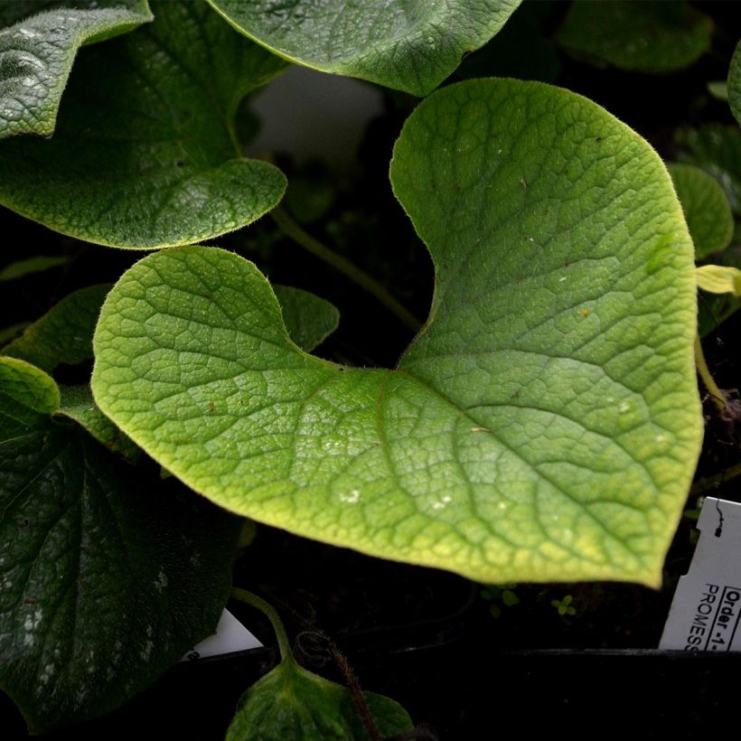 Brunnera macrophylla Langtrees - Kaukasus-Vergißmeinnicht (Laub)