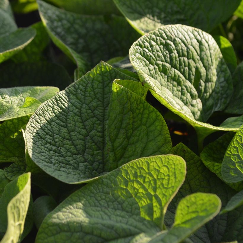 Brunnera macrophylla - Kaukasus-Vergißmeinnicht (Laub)