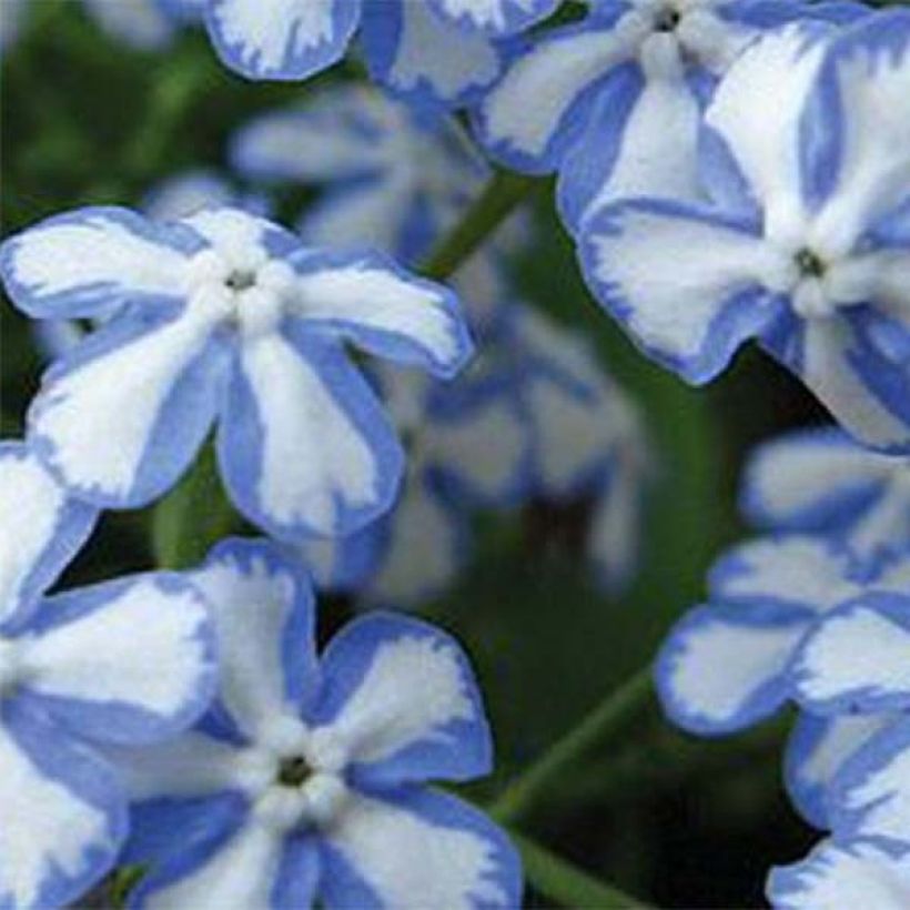 Brunnera macrophylla Starry Eyes - Kaukasus-Vergißmeinnicht (Blüte)