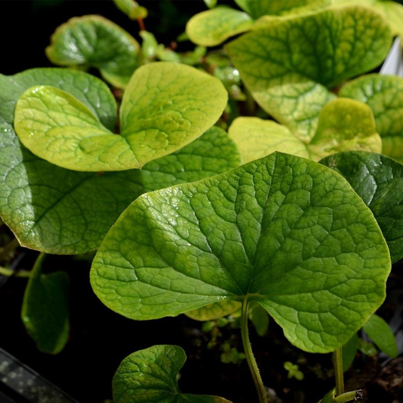 Brunnera sibirica - Sibirisches Vergißmeinnicht (Laub)