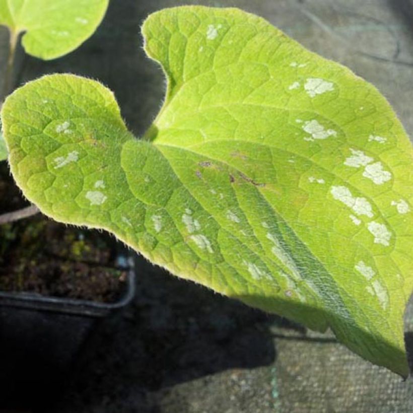 Brunnera macrophylla Silver Wings - Kaukasus-Vergißmeinnicht (Laub)