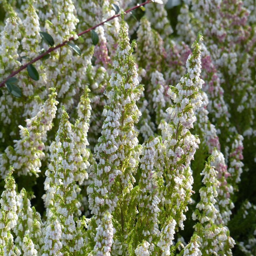 Baum-Heide Great Star Le Vasterival - Erica arborea (Blüte)