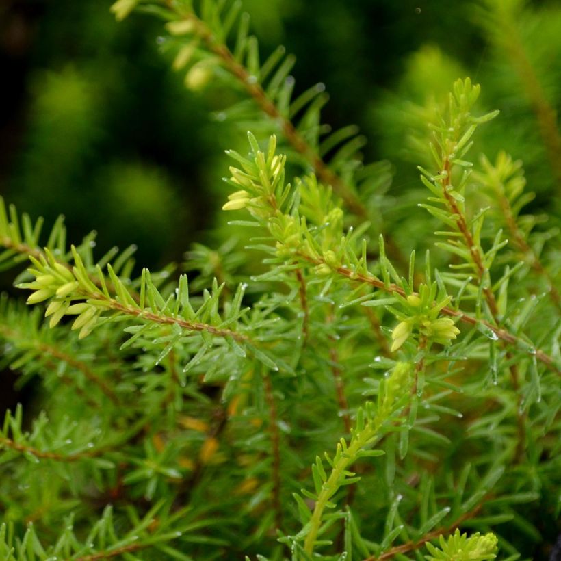 Schnee-Heide Springwood White - Erica carnea (Laub)