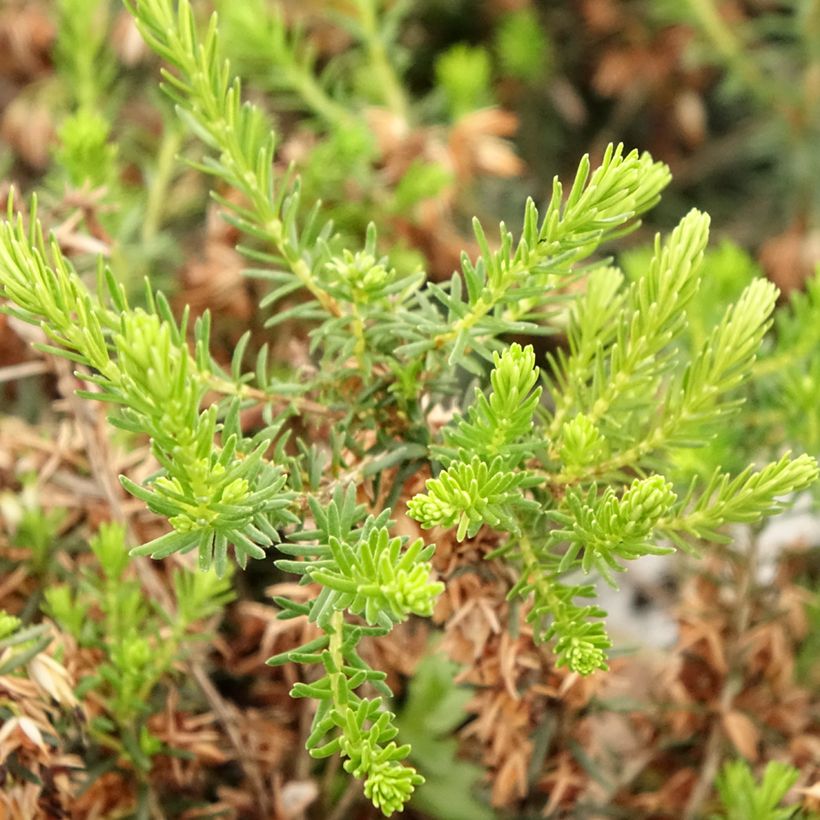 Graue Glocken-Heide Alba - Erica cinerea f. alba (Laub)