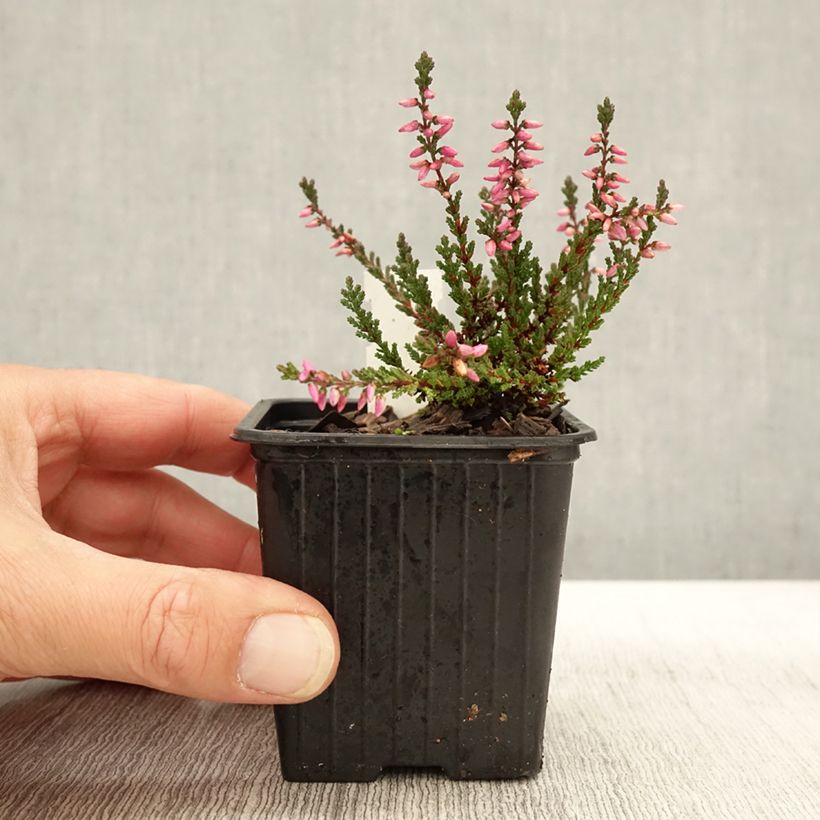 Exemplar von Bruyère d'été - Calluna vulgaris Dark Beauty Godet de 8/9 cm wie im Herbst geliefert