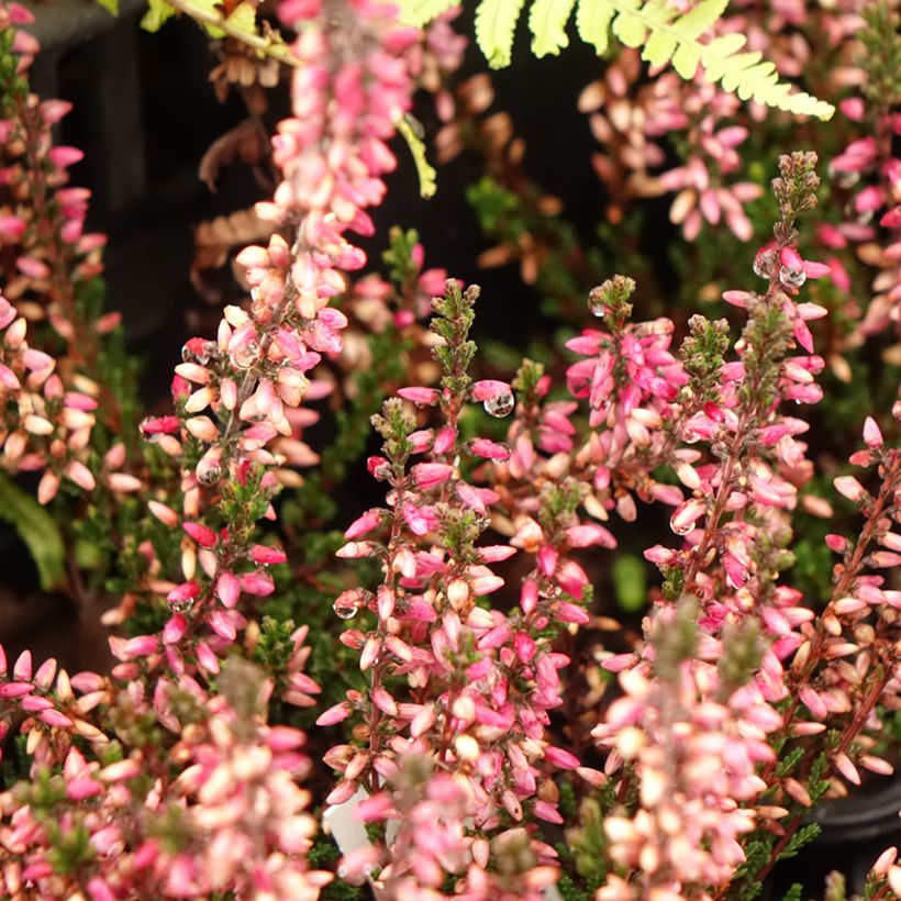 Besenheide Dark Beauty - Calluna vulgaris (Blüte)