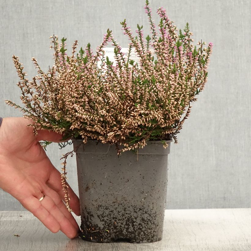 Exemplar von Bruyère d'été - Calluna vulgaris Marleen  Pot de 2L/3L wie im Herbst geliefert