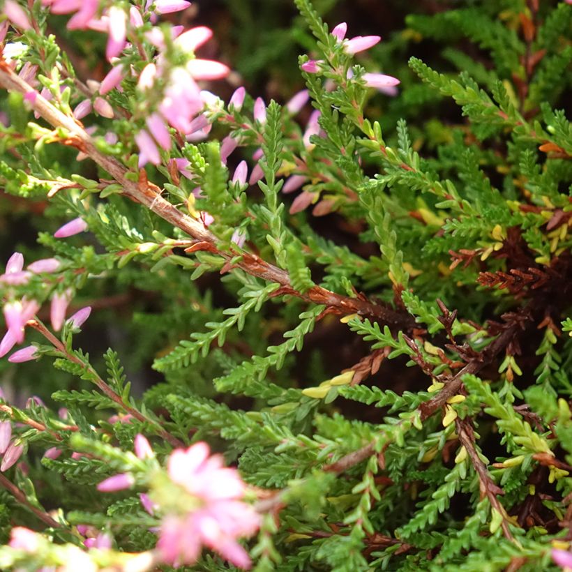 Besenheide Marleen - Calluna vulgaris (Laub)