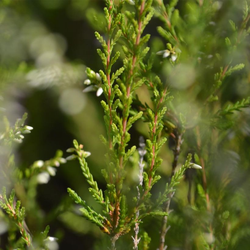 Besenheide Marlies - Calluna vulgaris (Laub)