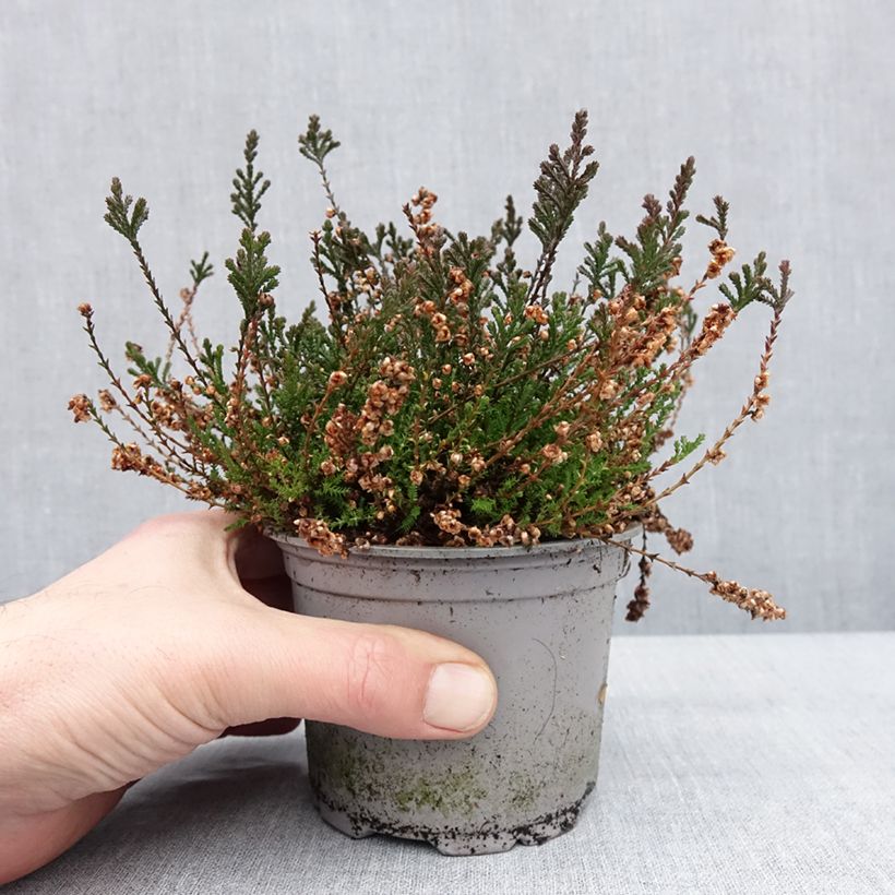 Exemplar von Besenheide Radnor - Calluna vulgaris Topf 12 cm / 13 cm wie im Winter geliefert