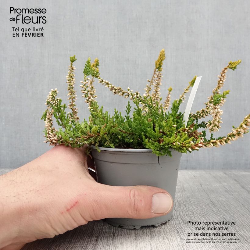 Exemplar von Bruyère d'été - Calluna vulgaris Sandy  Pot de 2L/3L wie im Winter geliefert